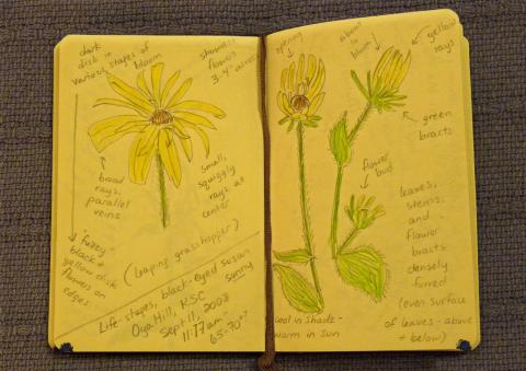 A nature journal is open to a page with illustrations of a sunflower. 