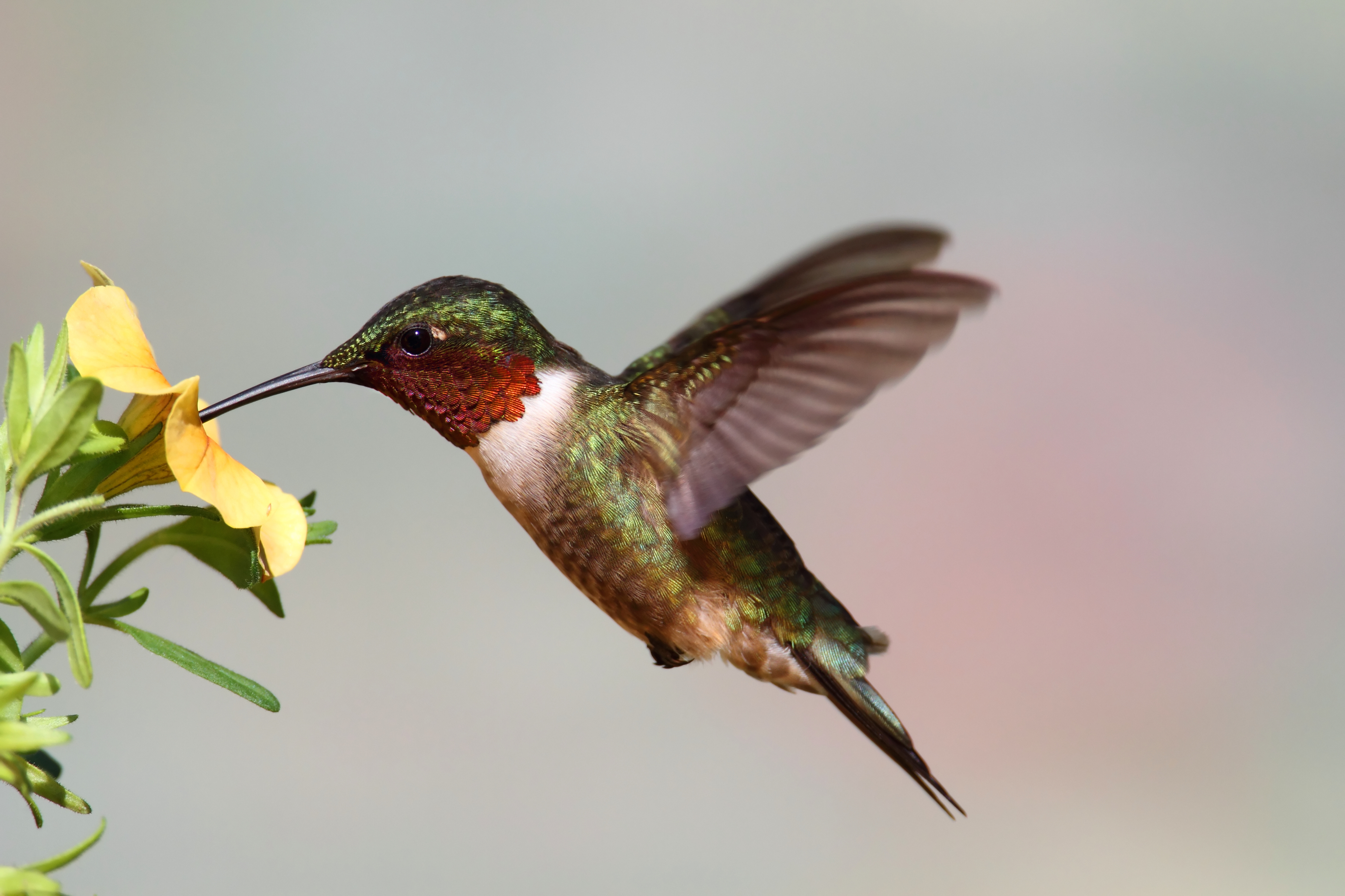 ruby throated hummingbird drinking nectar