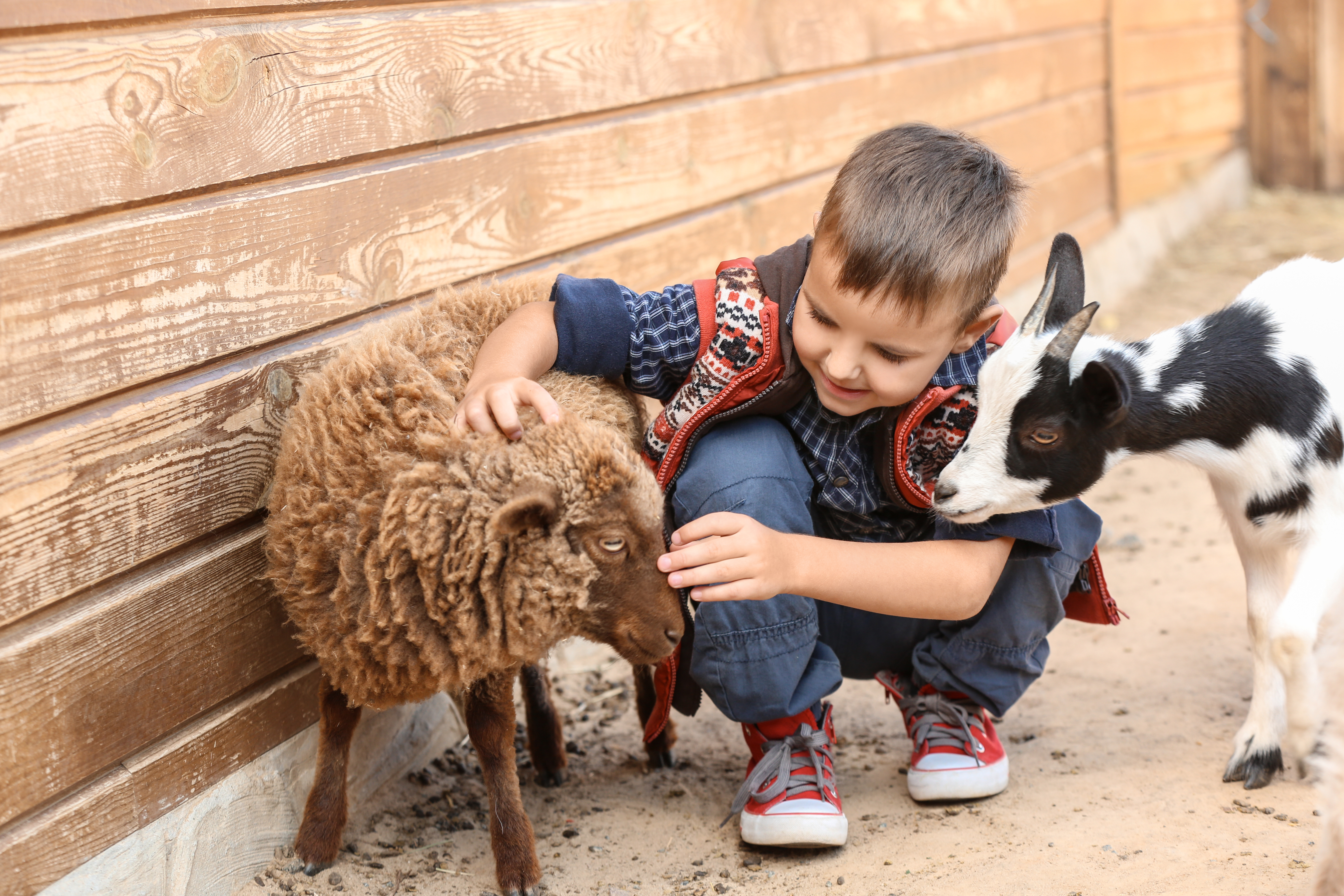 Child petting a sheep