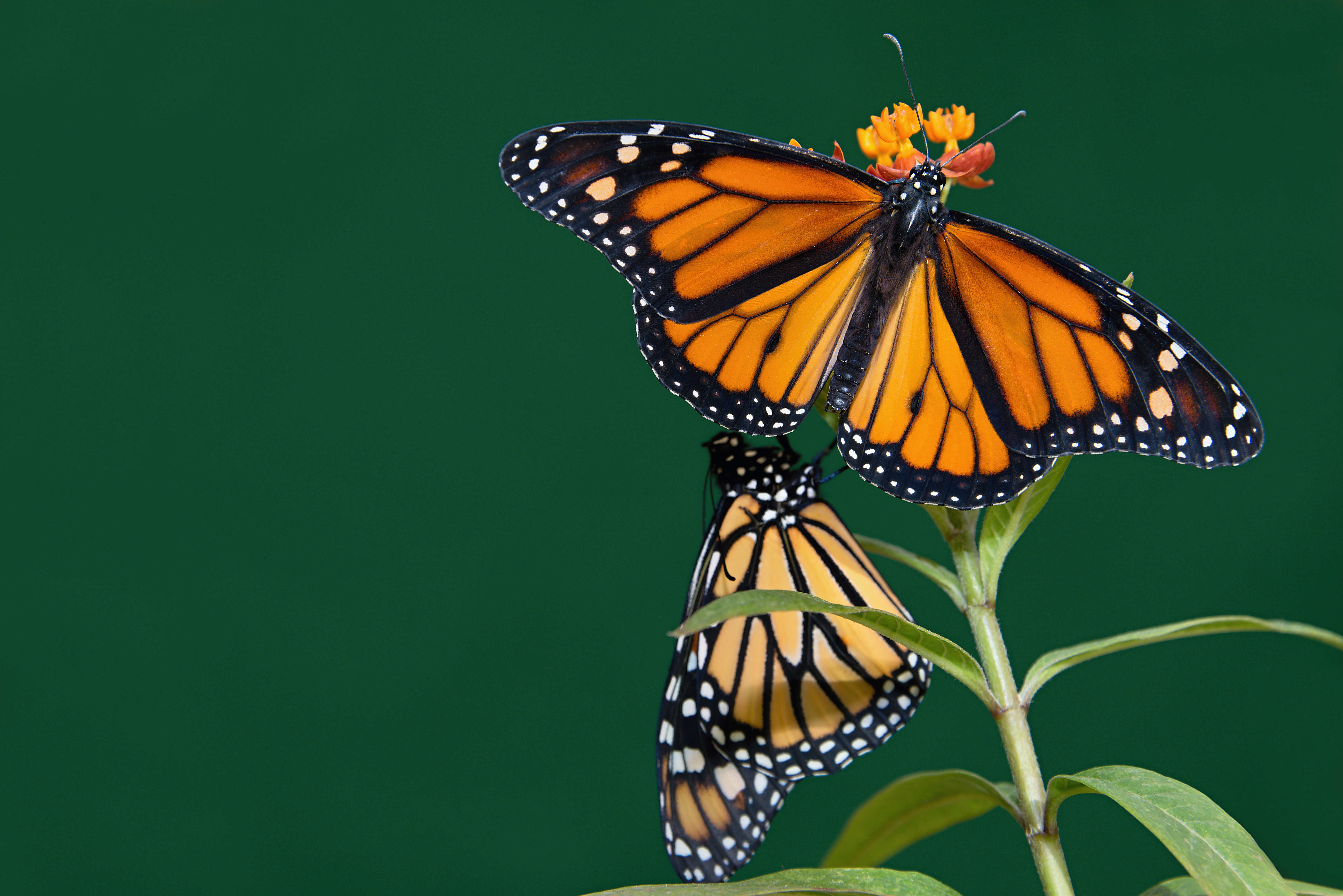 Two Monarch butterflies sit perched on a milkweed plant. 