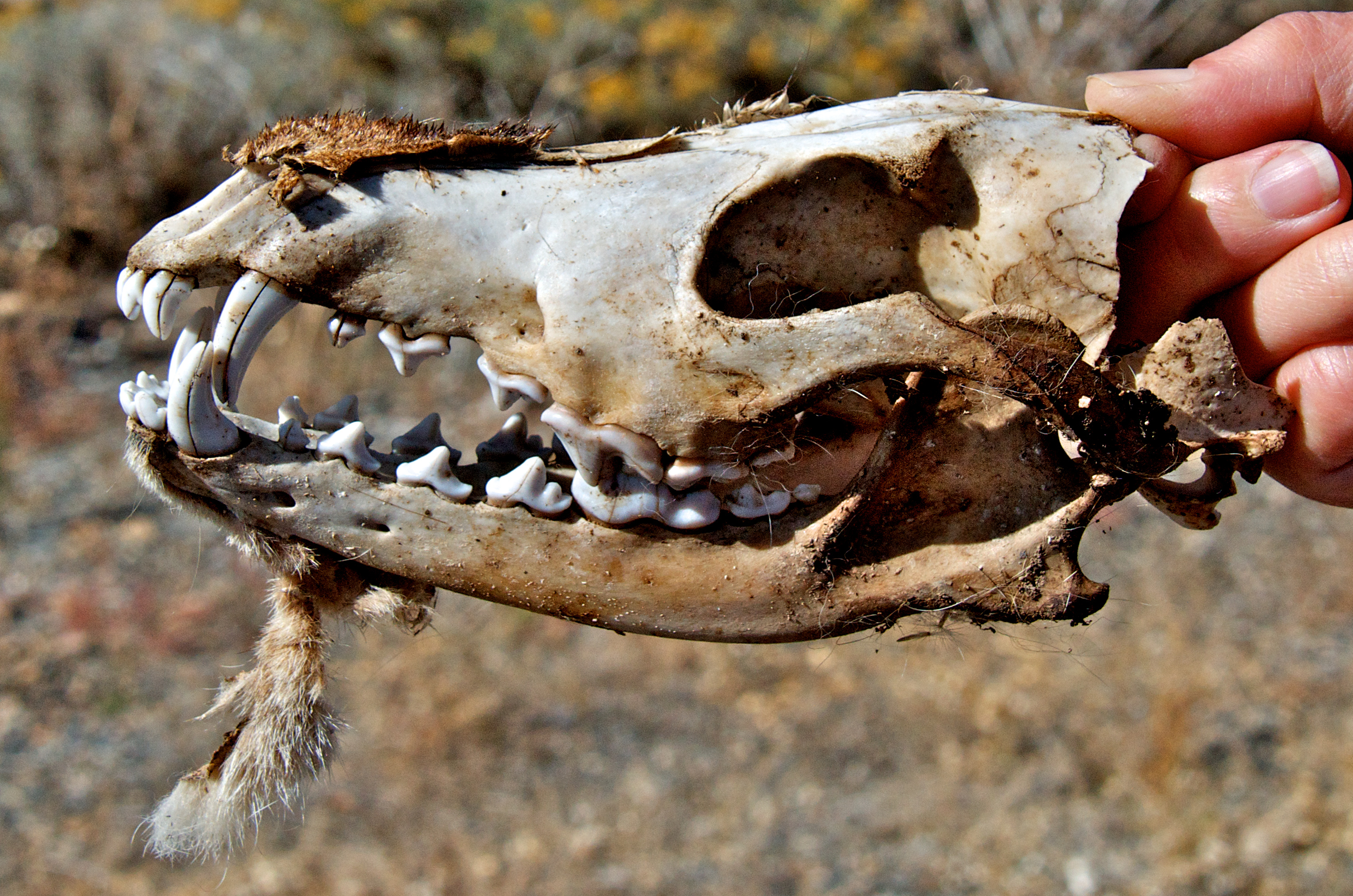 A person holds the posterior side of a coyote skull over a scrubland background. The large canine teeth of the coyote are visible.