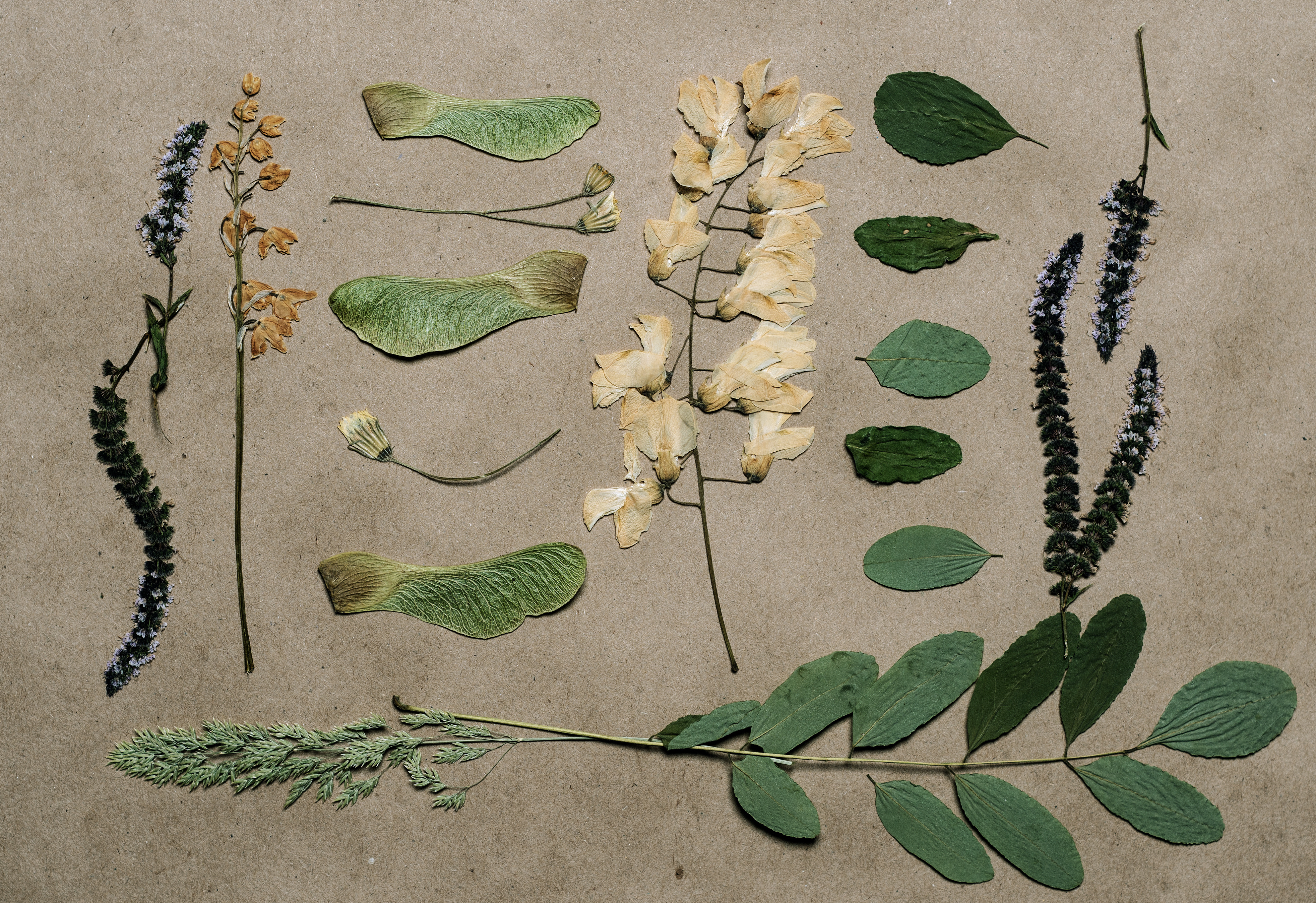 Leaves, dried flowers, and seeds are displayed on a beige paper background. 