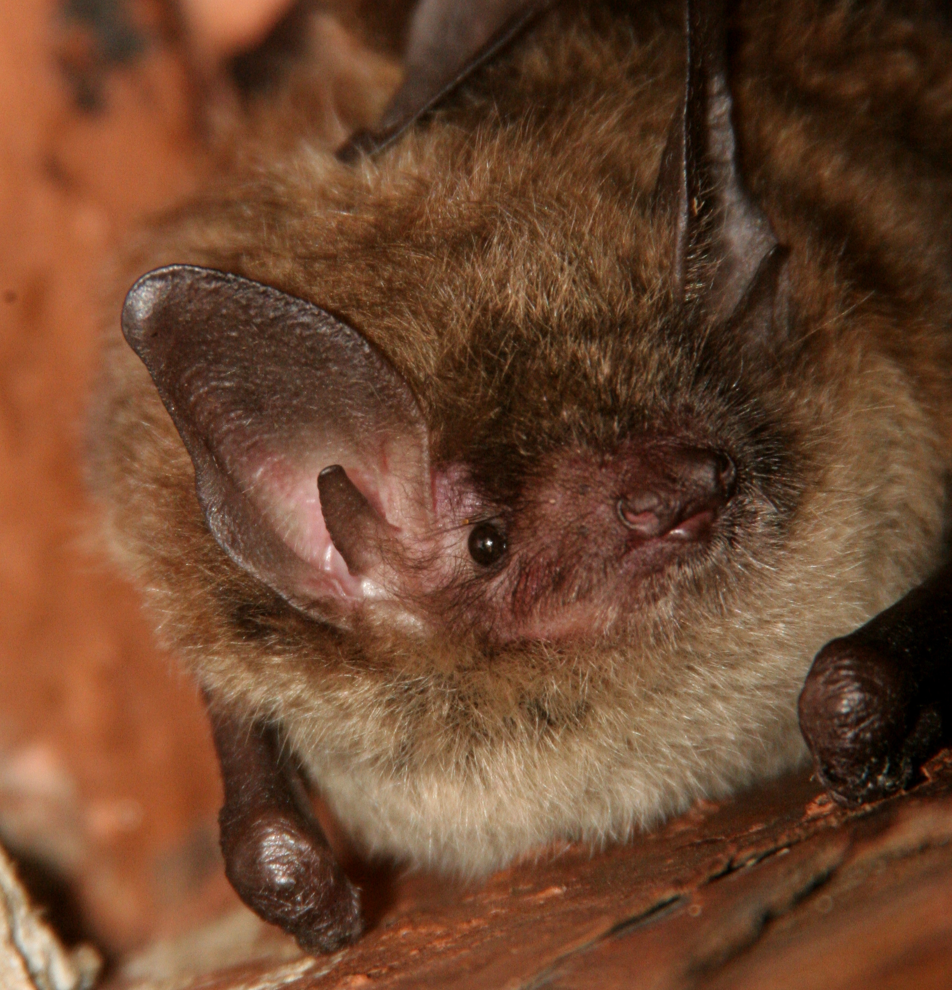 A little brown bat sits on the side of a tree. 