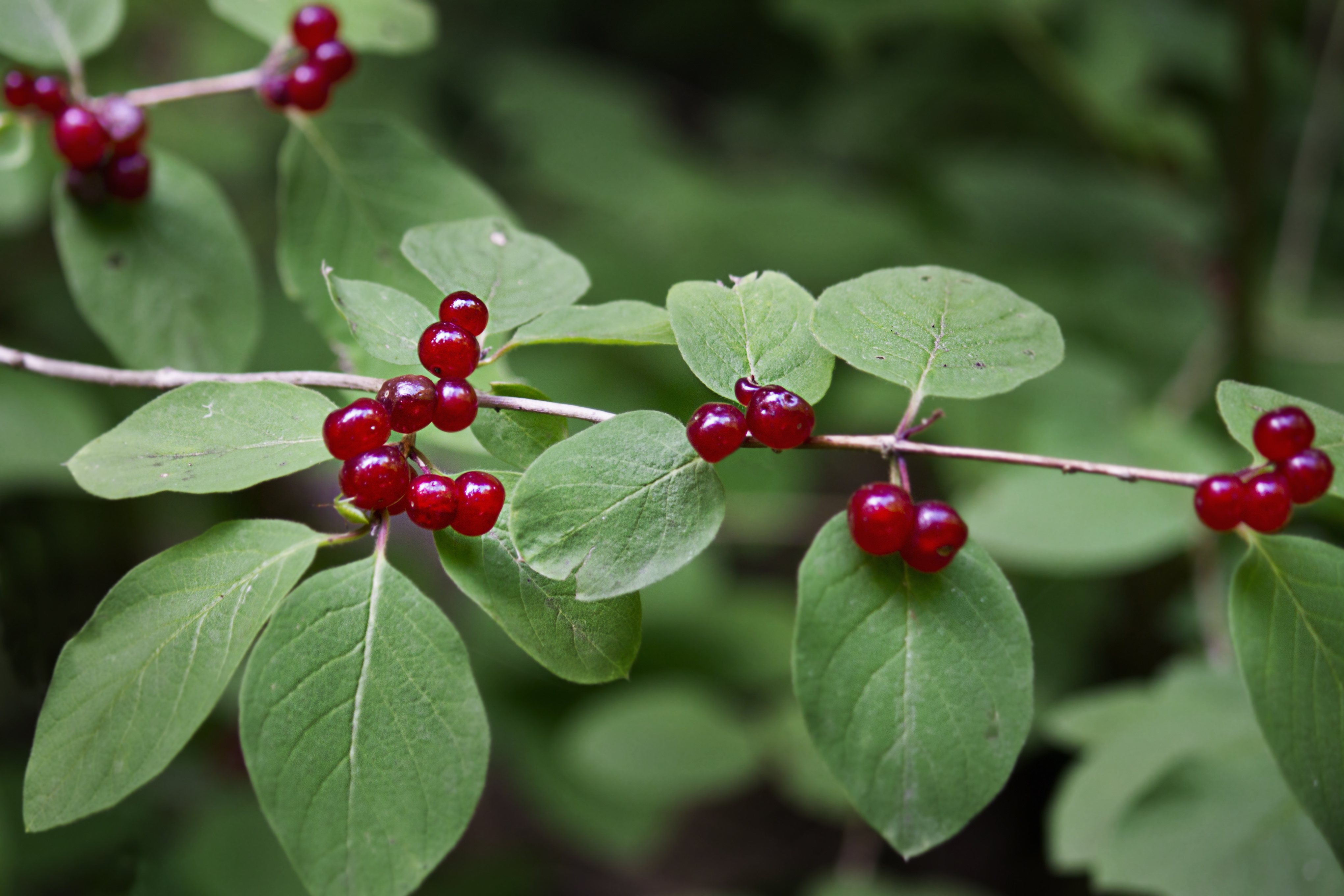 A close-up of a bush honeysuckle bush with bright red berries and dark green leaves. 