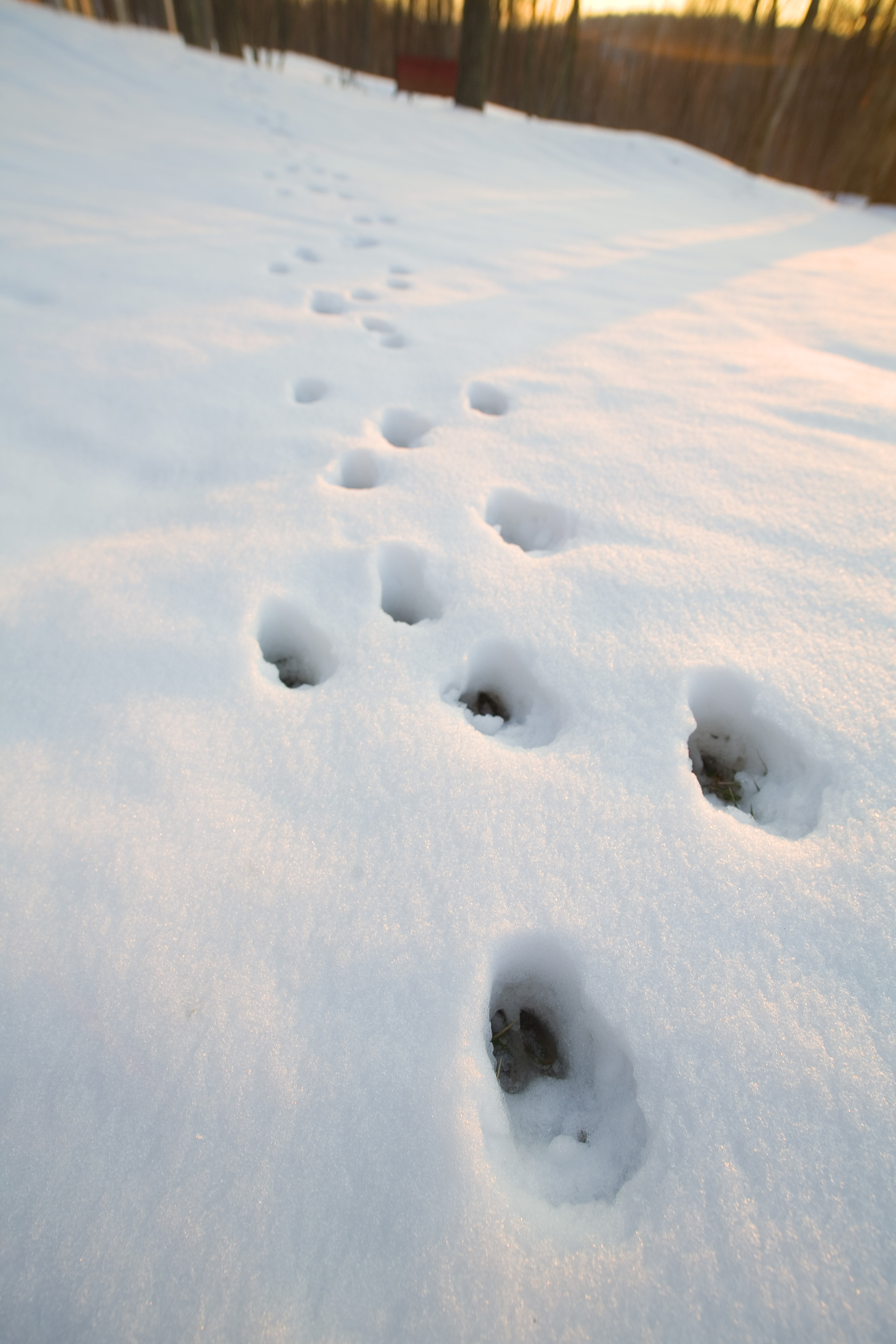 Several deer tracks in the snow disappear into the forest. 