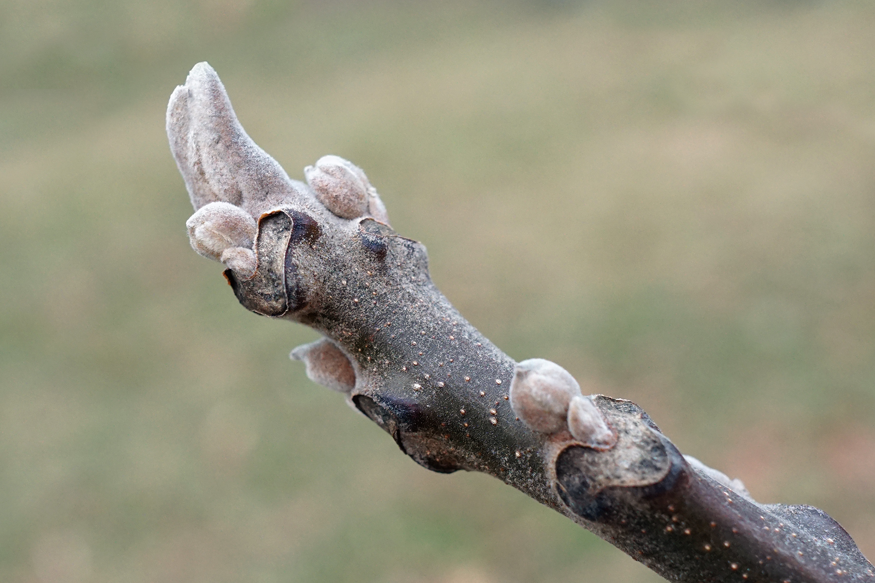 The bud scars on the winter twig of the Black Walnut resemble the face of a monkey.