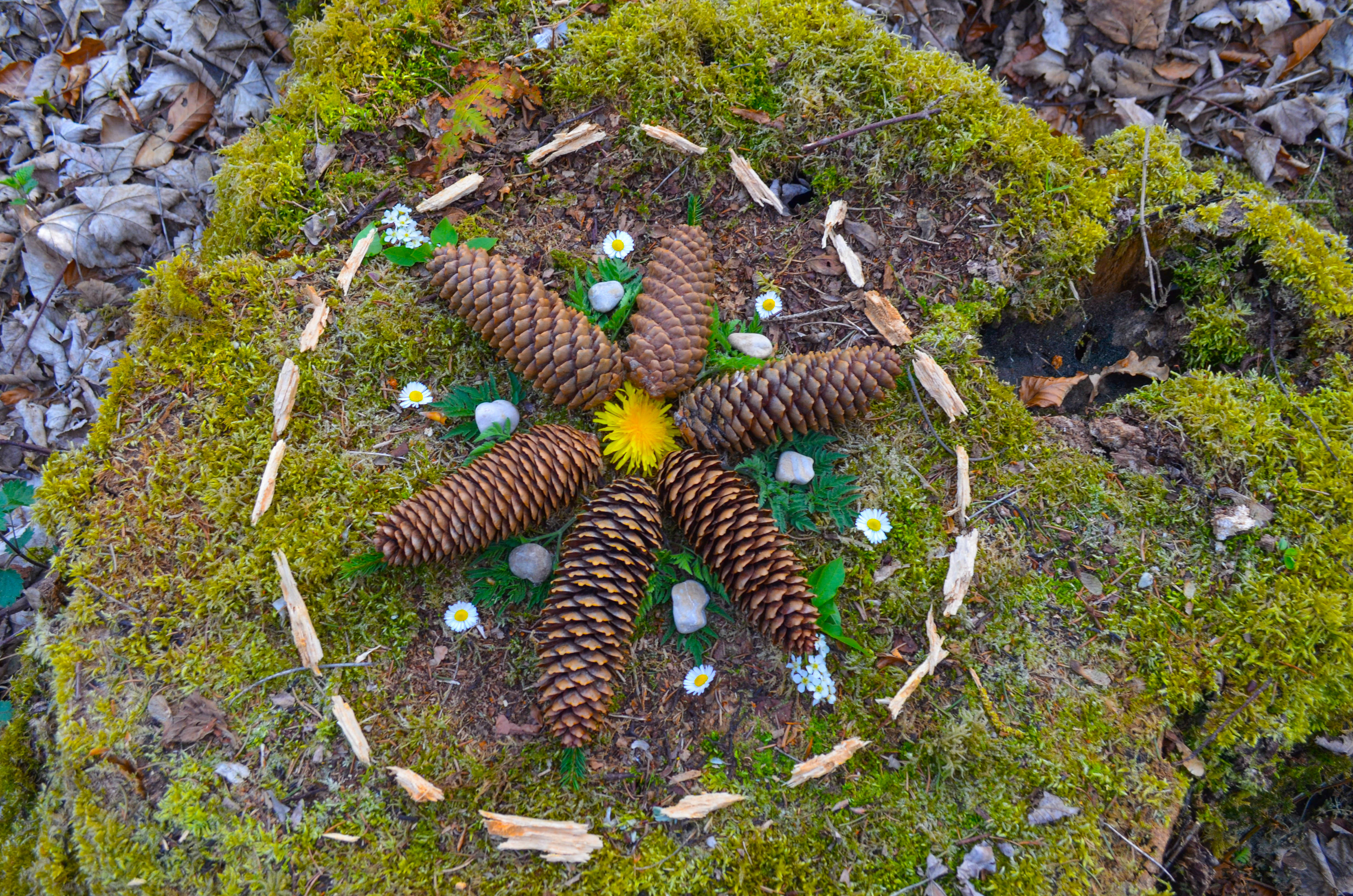 Radiating out from the center, a circular design crafted with natural objects such as leaves, pine cones, and flower petals sits atop a moss covered rock. This is a mandala made from natural objects. 