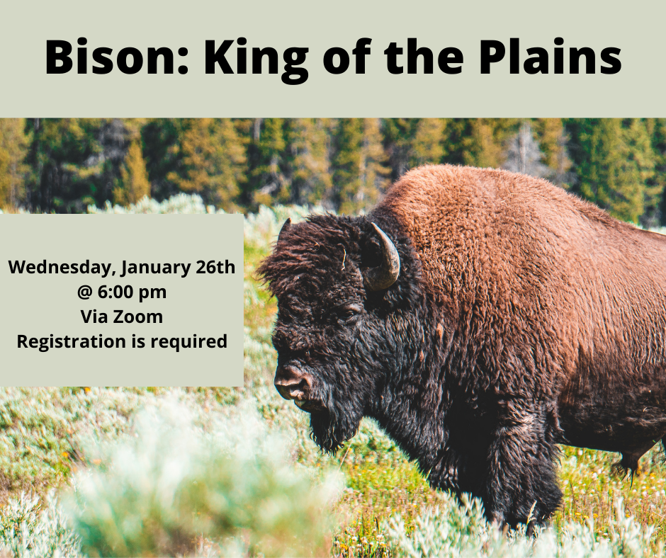 Bison: King of the Plains
