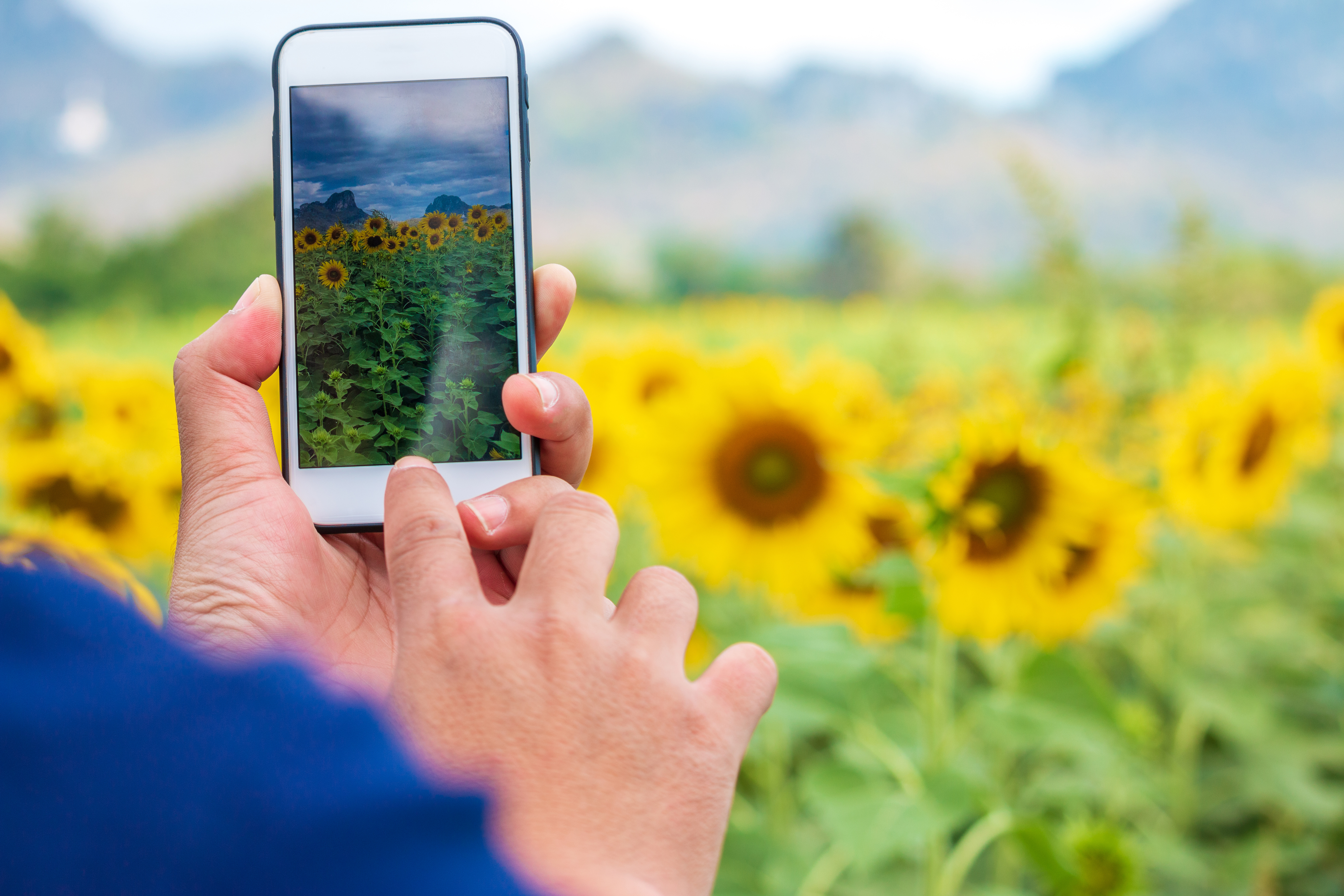 iphone with sunflowers