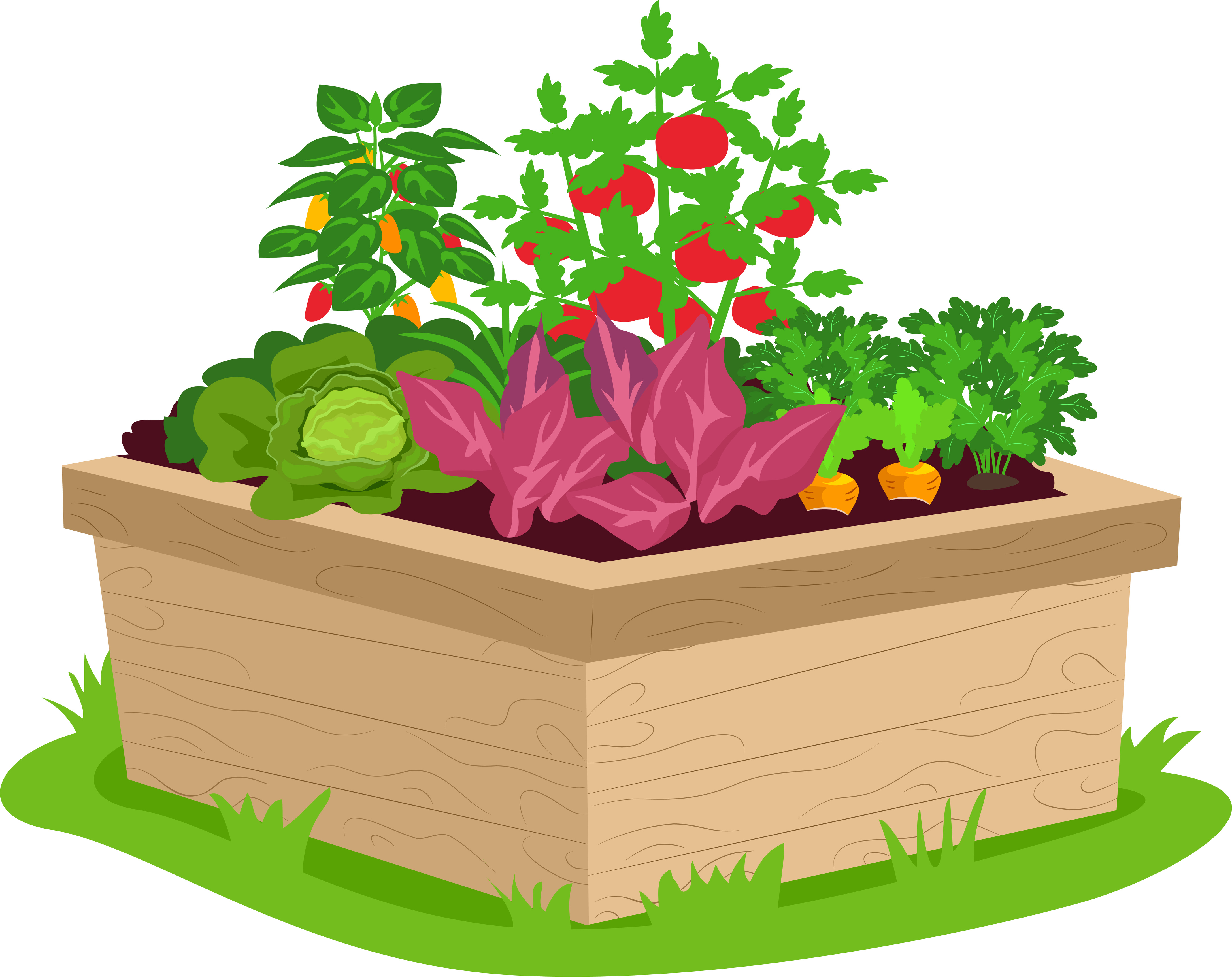 leafy vegetables growing in a container