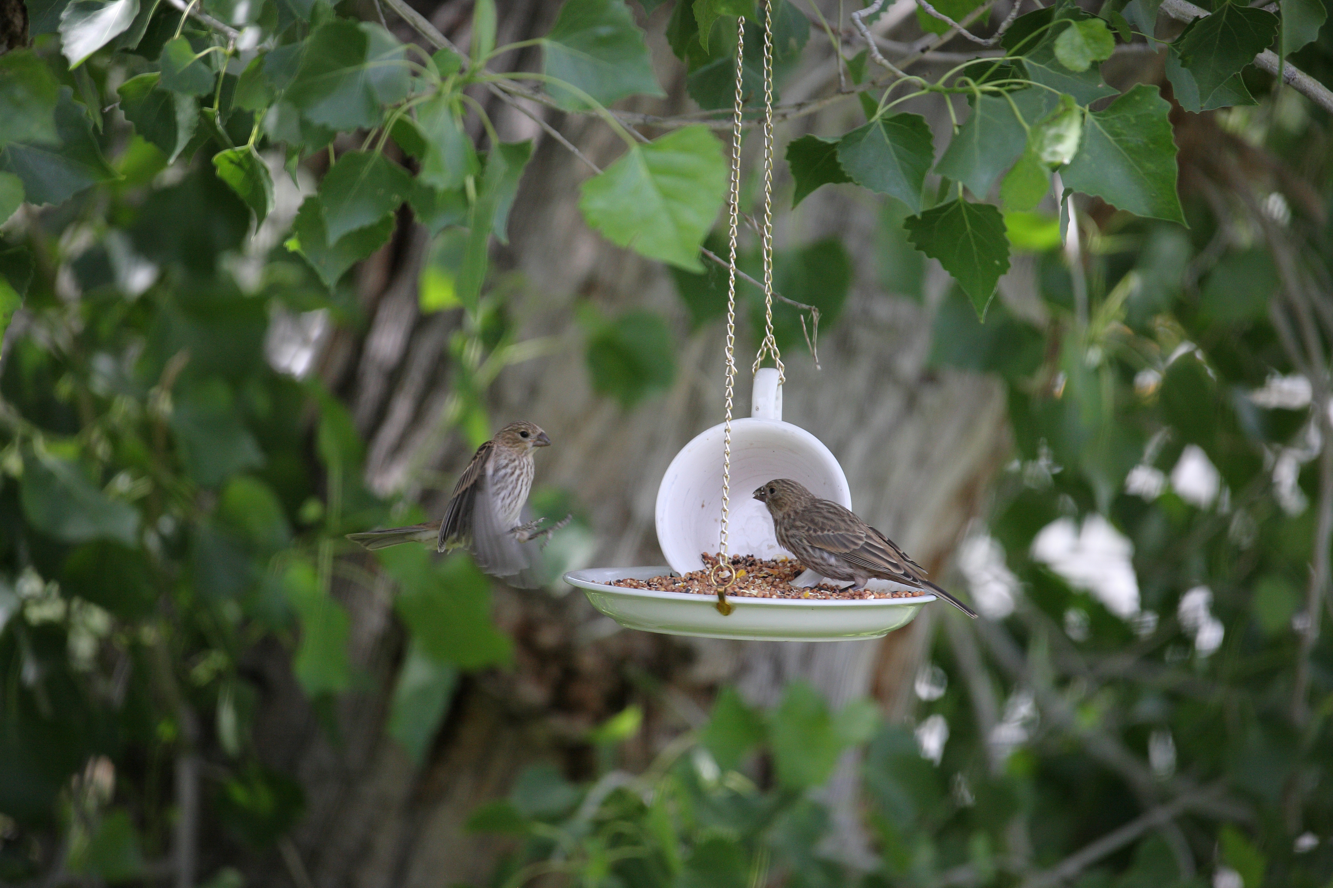 teacup and saucer bird feeder with birds