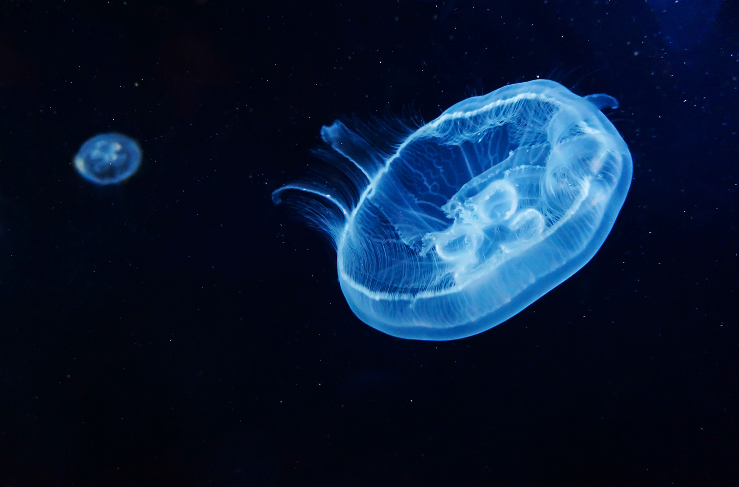 jellyfish glowing in dark water