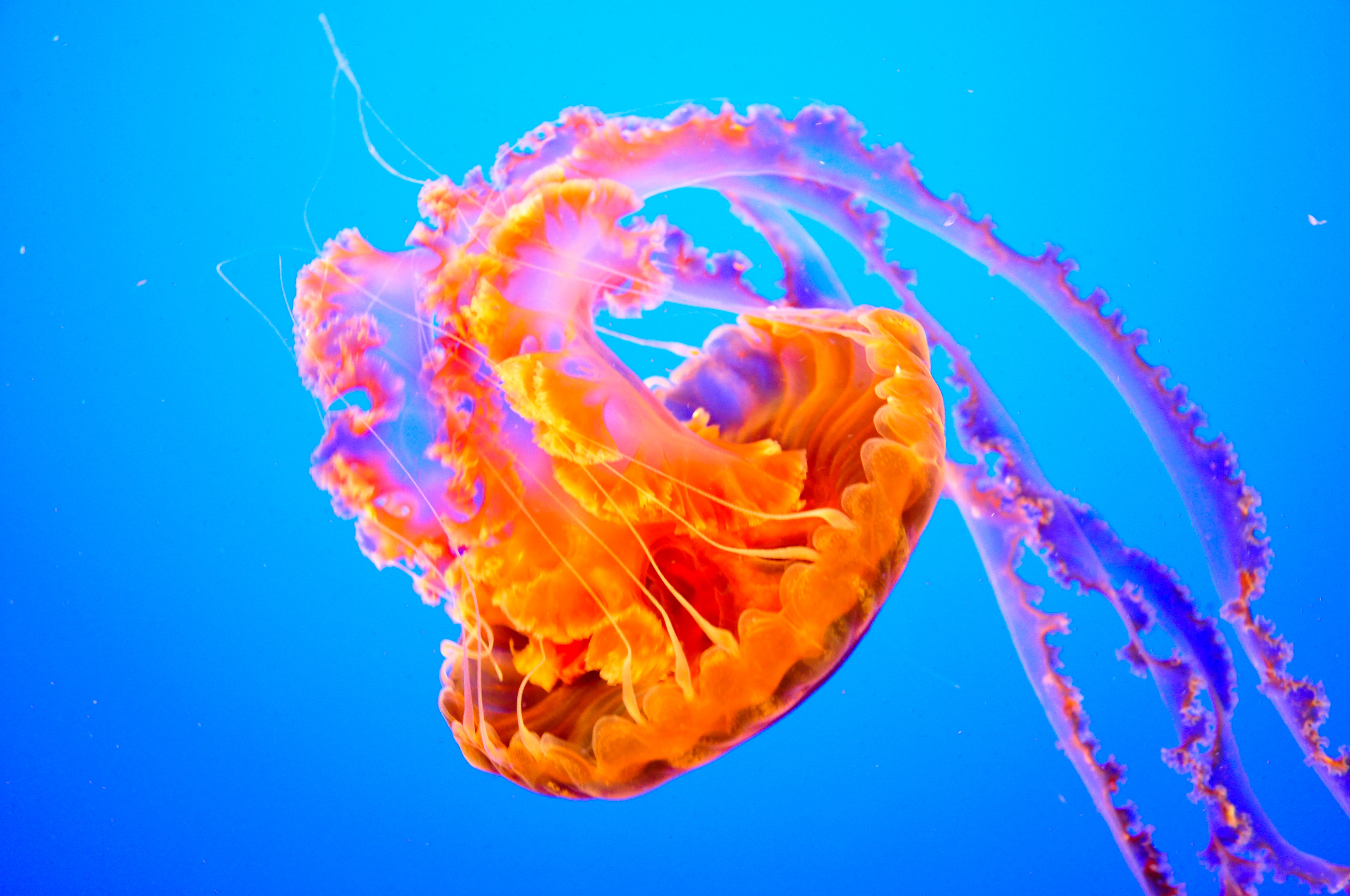 jellyfish glowing in water