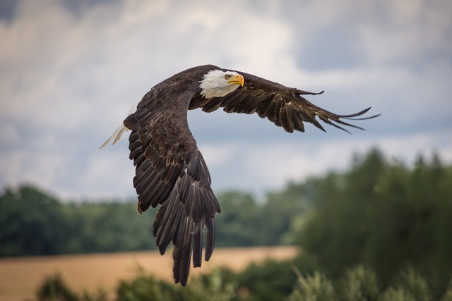 Bald Eagle Soaring with wings spread