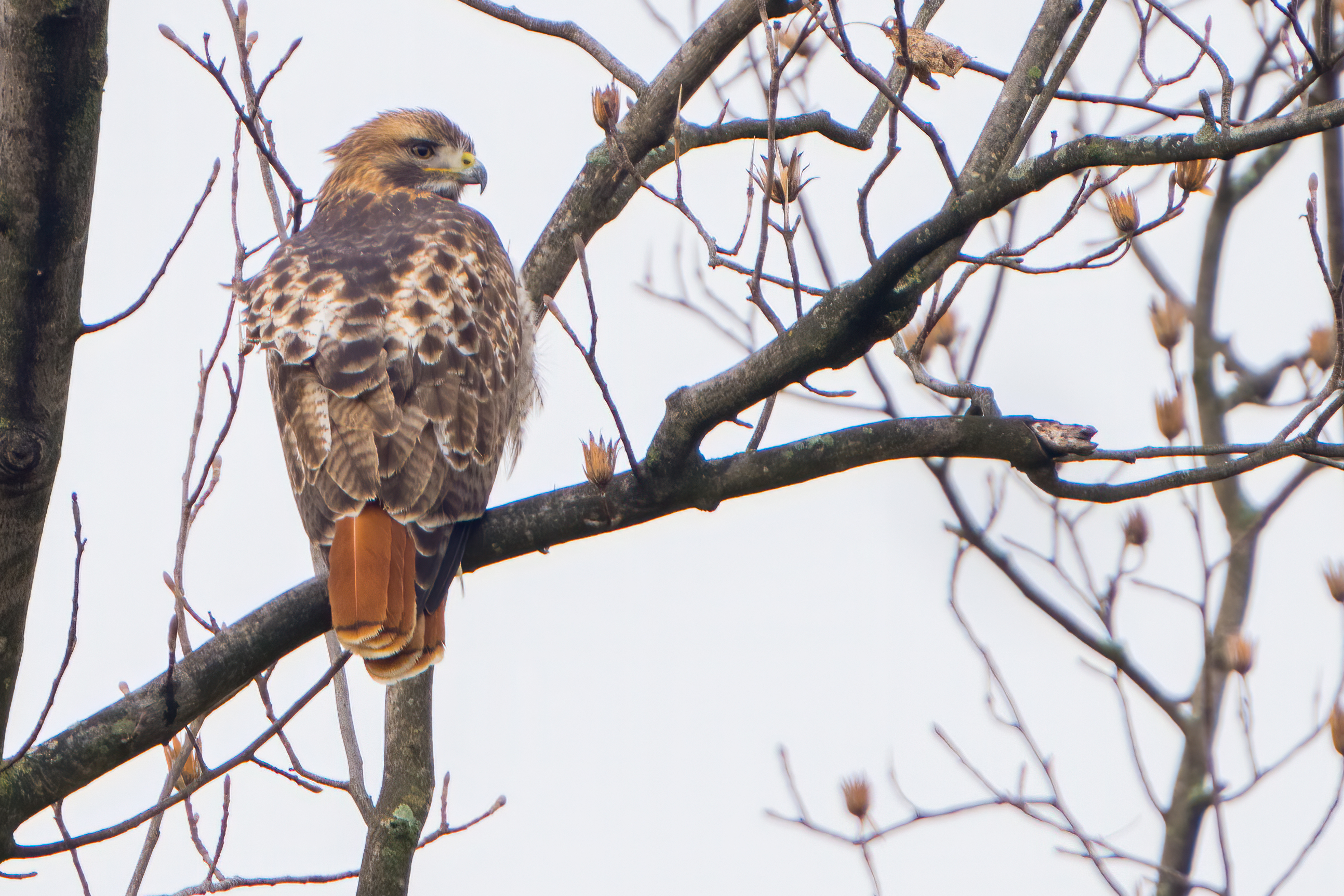 An image of a red-tailed hawk on a branch. 