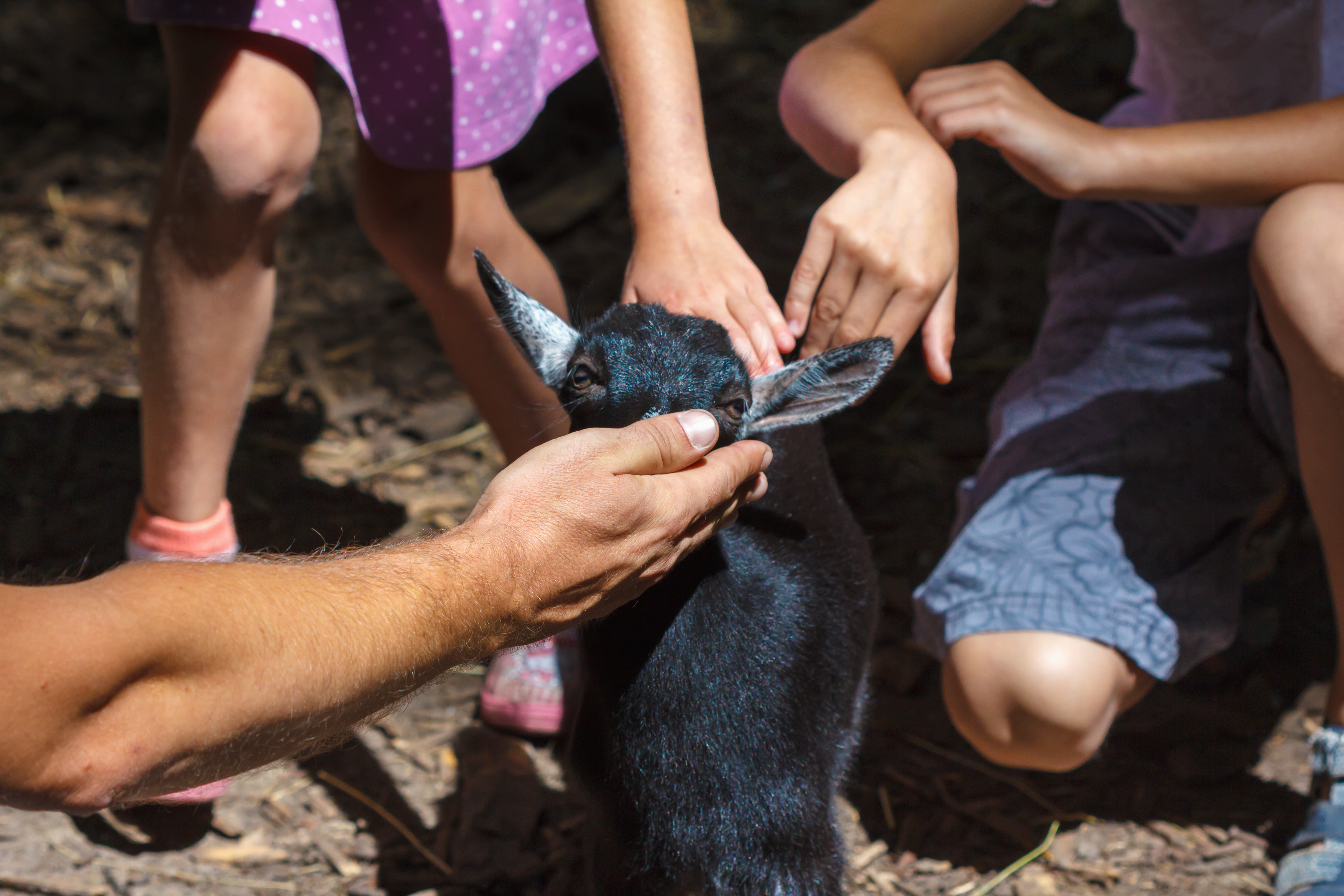 children petting a goat