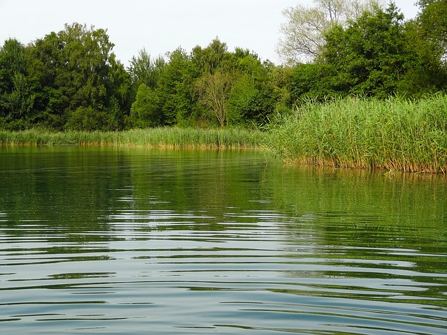 Lake with reeds and fresh water.