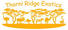 Thorni Ridge Exotics