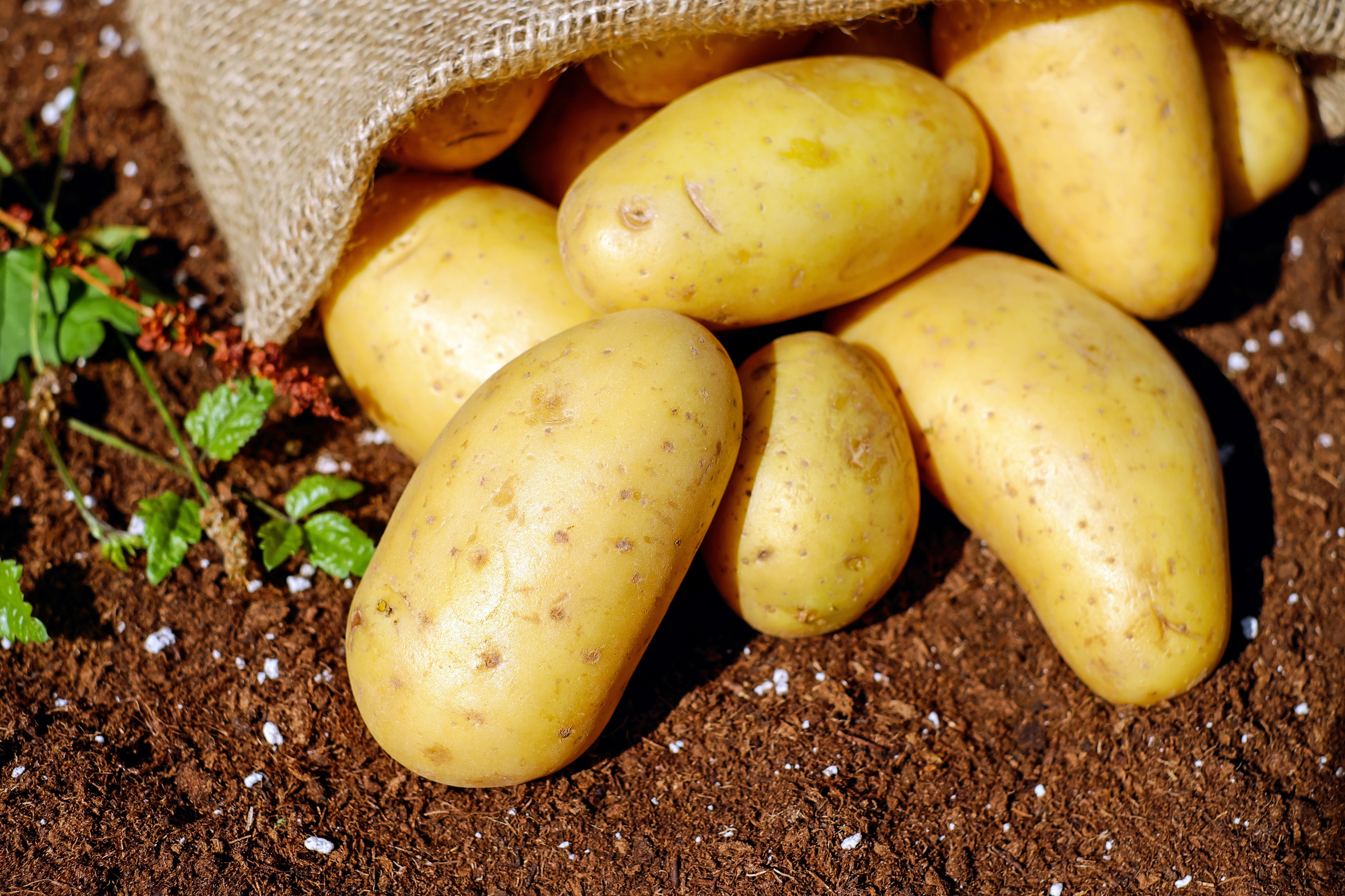 A burlap bag of golden potatoes artfully spilling out onto dirt with small green sprouting plants.