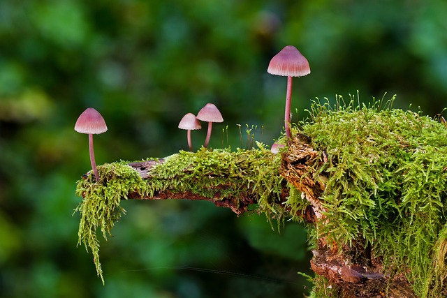 Light red capped mushrooms on mossy landscape