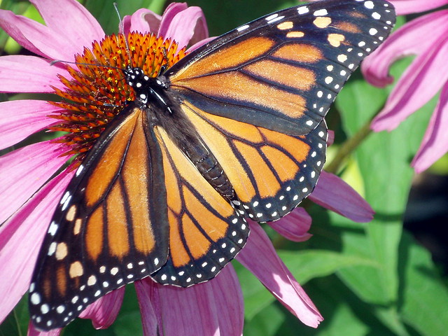 Female Monarch Butterfly sits on an Echinacea plant. 