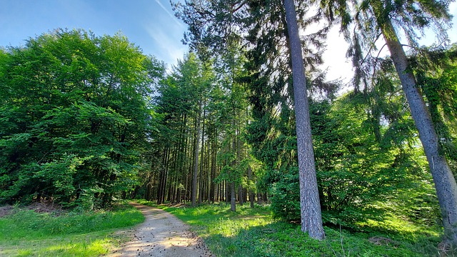 A picture filled with large, old growth trees in a forest. 