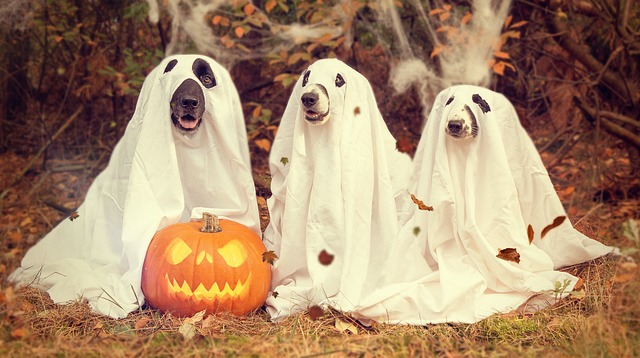 Three dogs dressed up like ghosts in sitting in front of a jack o lantern