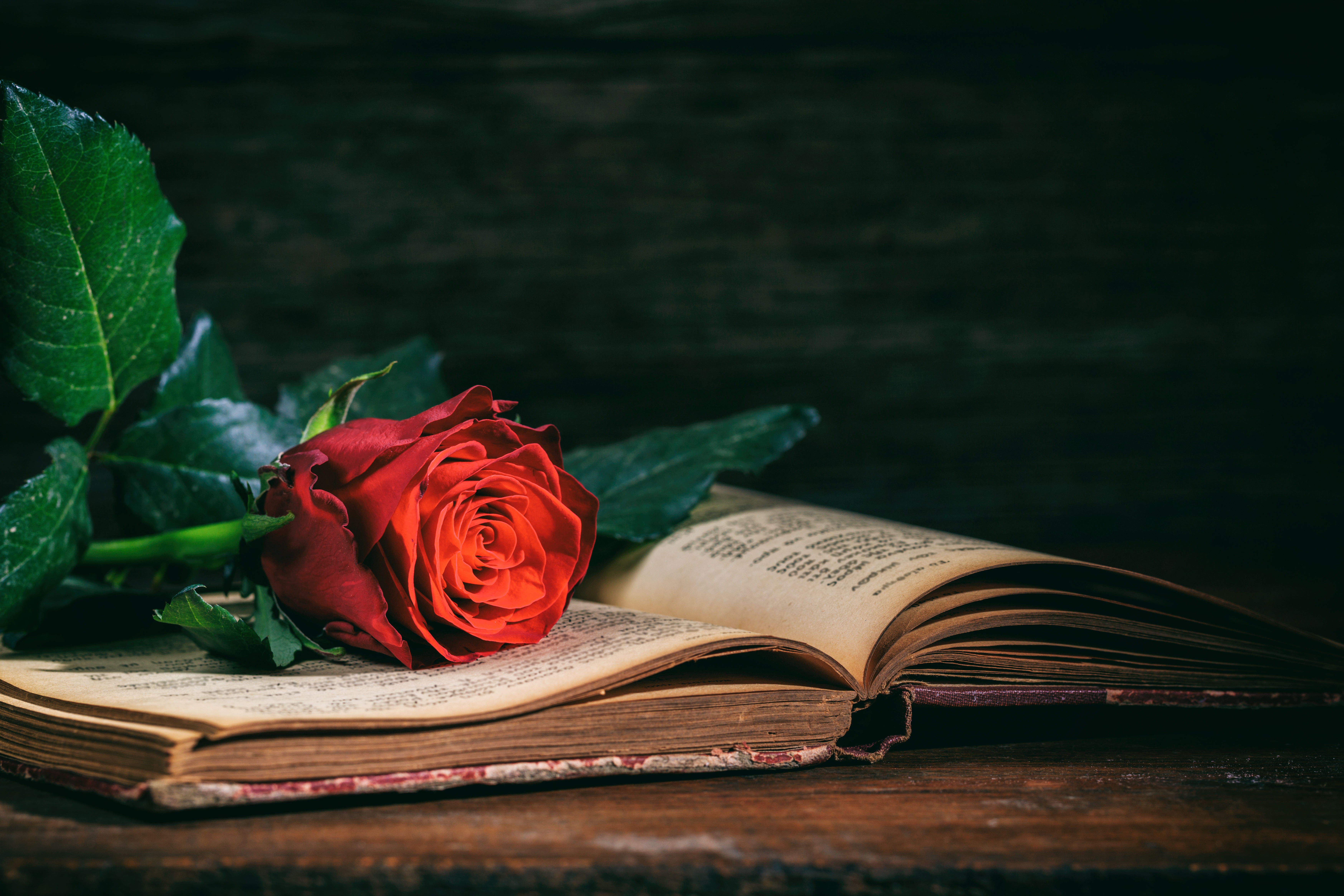 Rose on top of a opened book. 