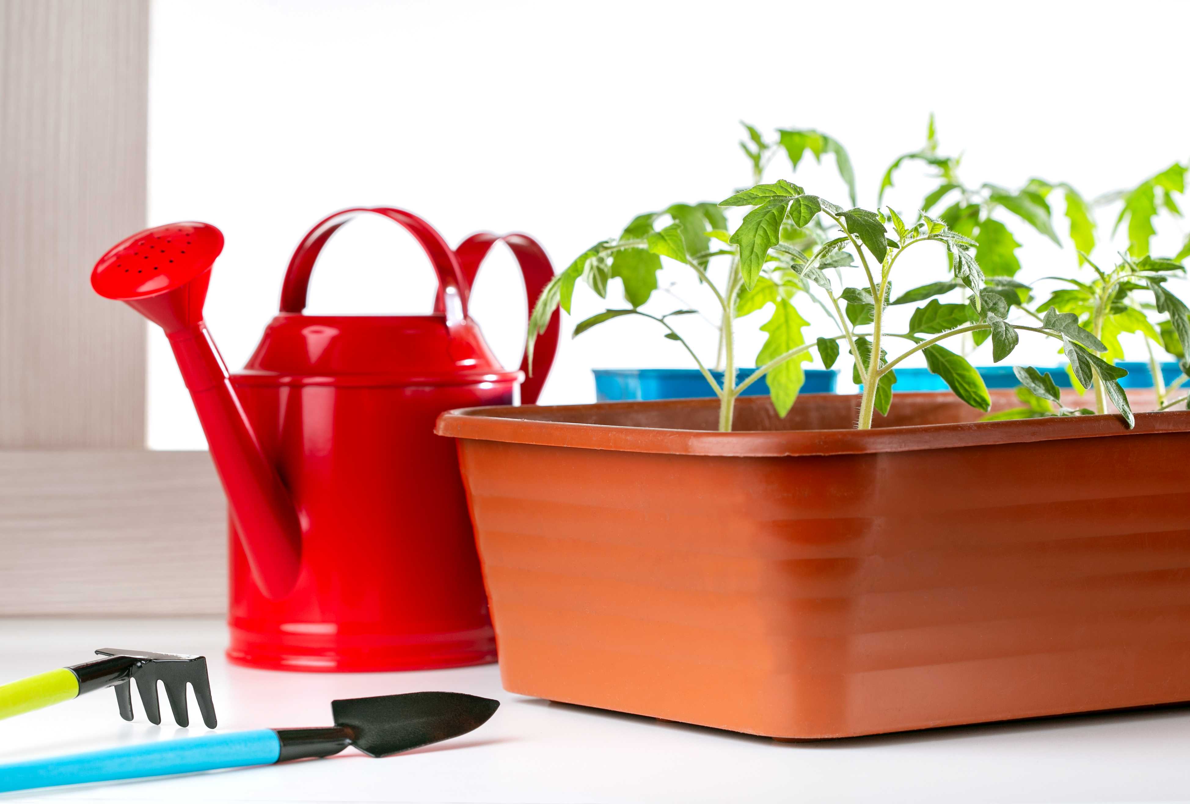 tomato sprouts in a pot and watering can by it.