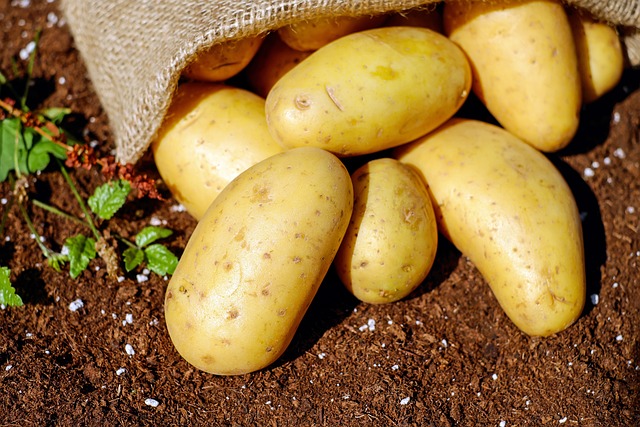 Potatoes in a bag on soil with some crops sprouting around them. 