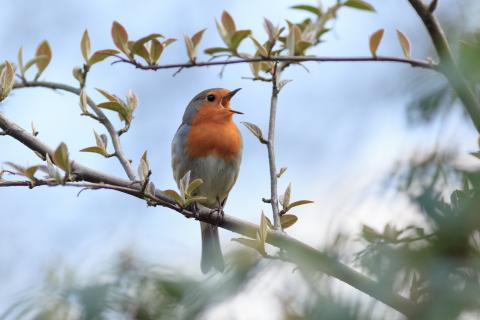 A bird is perched on a branch while singing.