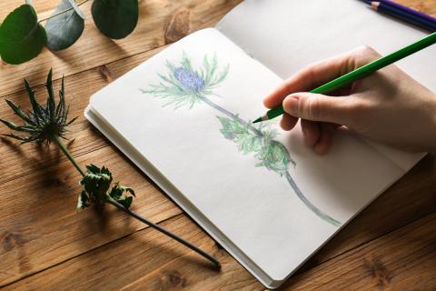 An individual is sketching with colored pencil a thistle plant in their notebook.