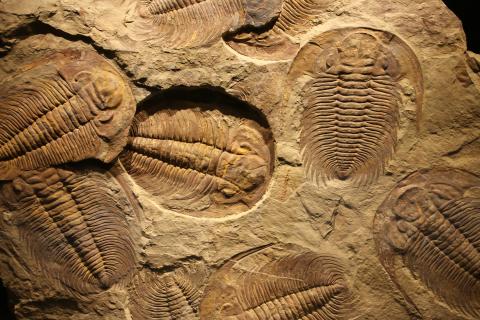 Trilobites are ancient fossils that look similar to today's pill bugs. 