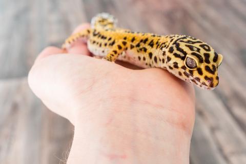 hand holding leopard gecko