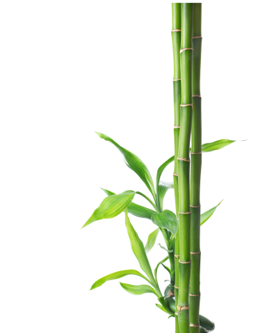 bamboo