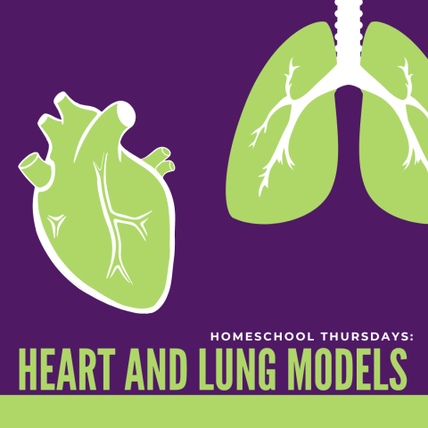 A picture of an anatomical heart and lung, the the words: Homeschool Thursdays: Heart and Lung Models