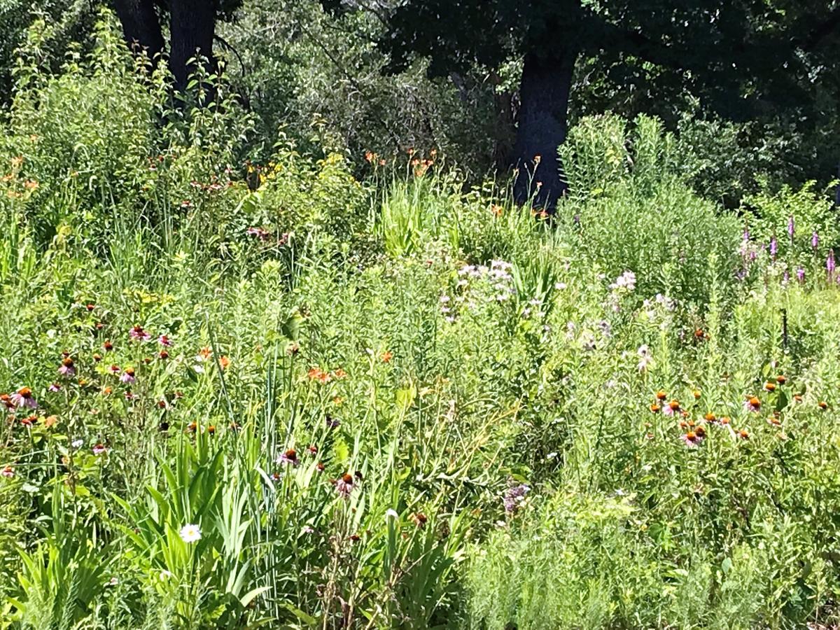 Library prairie