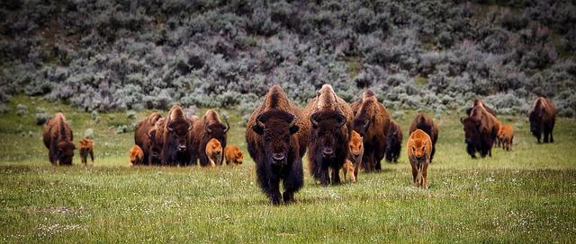 Bison Herd