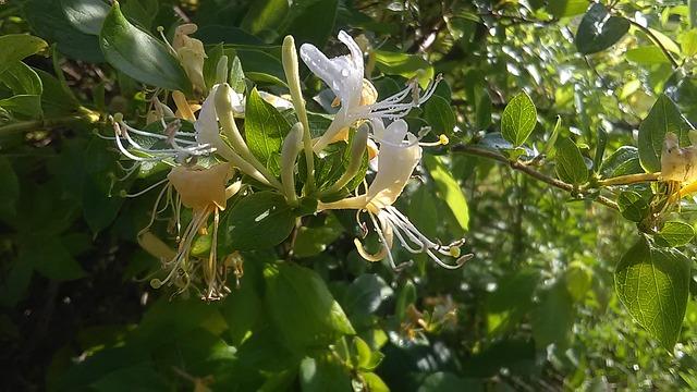 Bush honeysuckle